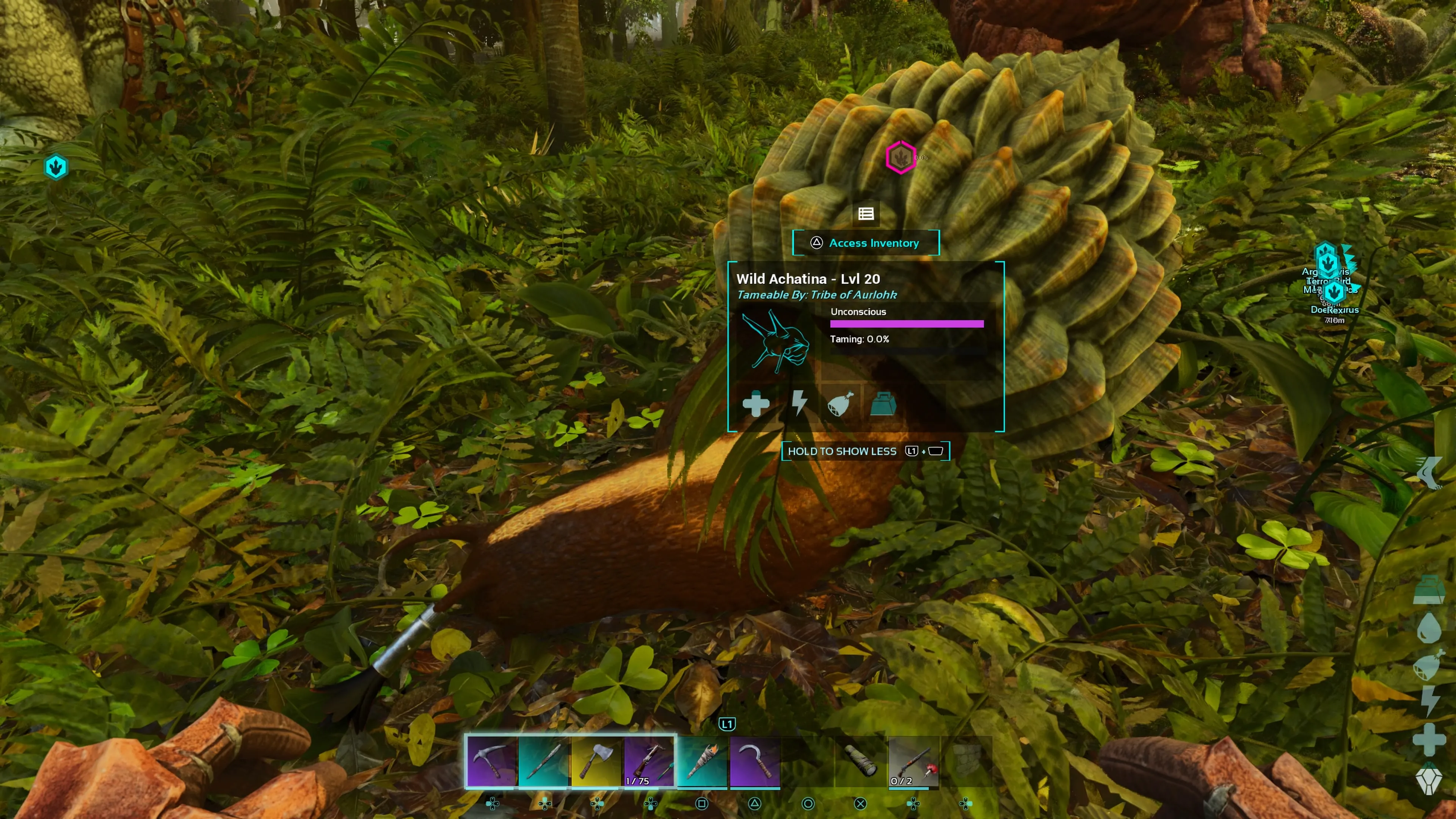 Personaggio del giocatore accovacciato accanto a un'Achatina incosciente nella Foresta Redwood in Ark: Survival Ascended