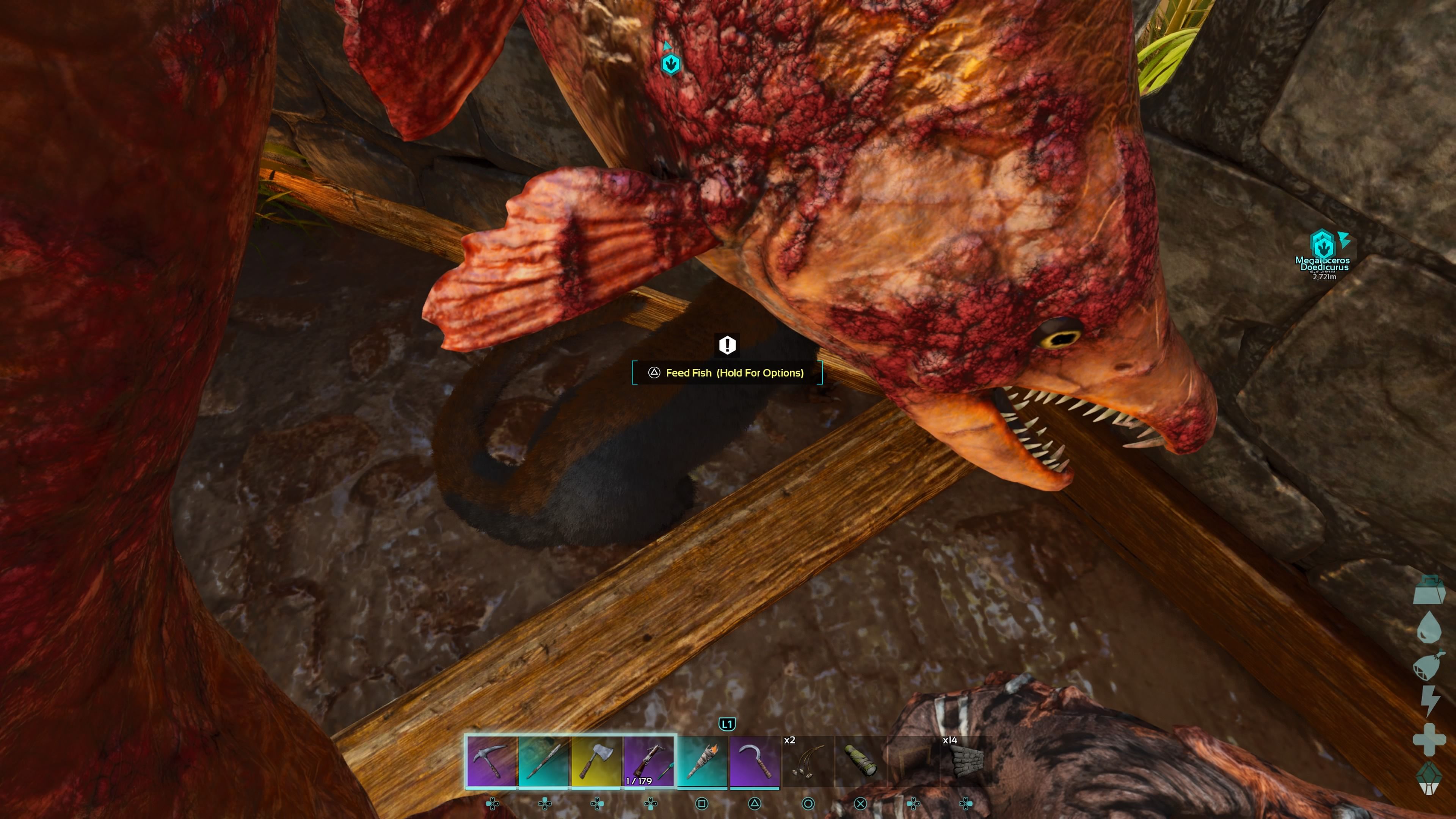 Personaje del jugador sosteniendo un cadáver de Salmón Sablehueso para alimentar a una nutria en un corral de doma en ARK: Survival Ascended.