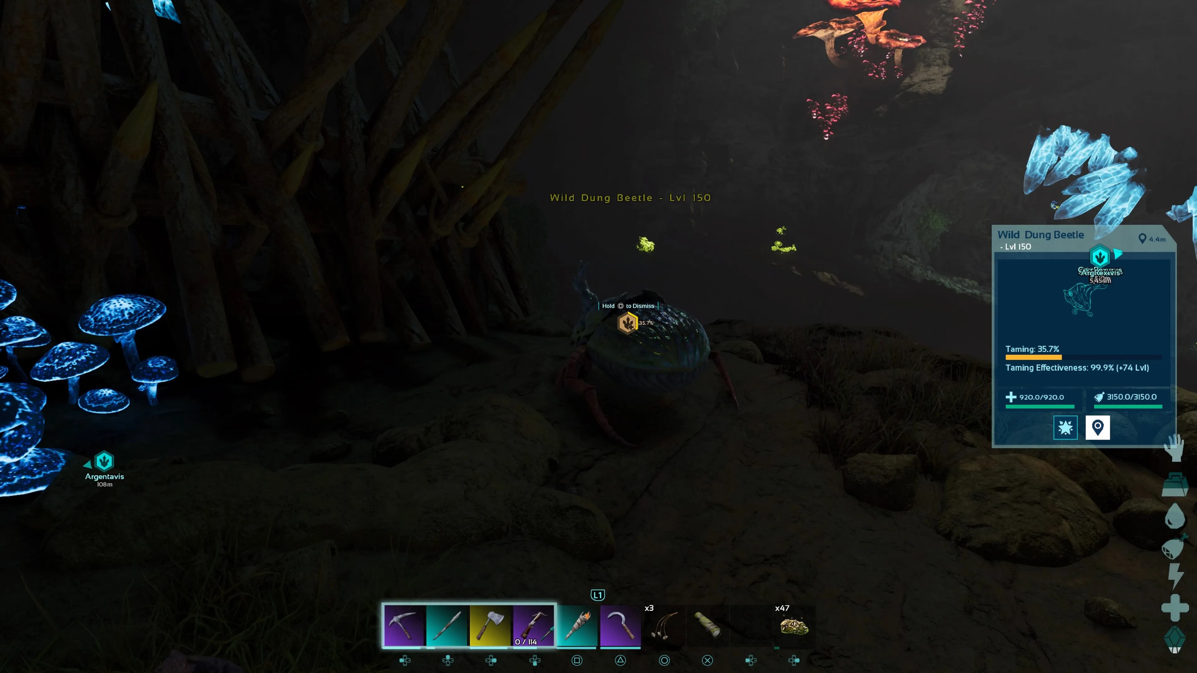 Personaje del jugador agachado junto a un Escarabajo de estiércol de alto nivel junto a un conjunto de Estacas de madera en una cueva en Ark: Survival Ascended.