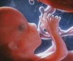 Etapa del embarazo: Imágenes del primer, segundo y tercer trimestre