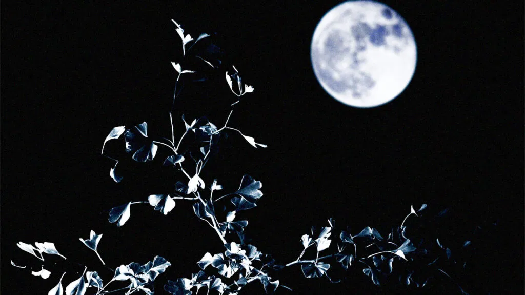 Une vue de la lune et de la plante de ginkgo biloba