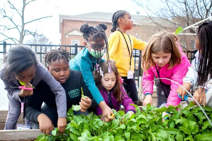 Immagine di notizie: Coltivare il giardinaggio dei bambini della scuola paga in termini di abitudini alimentari