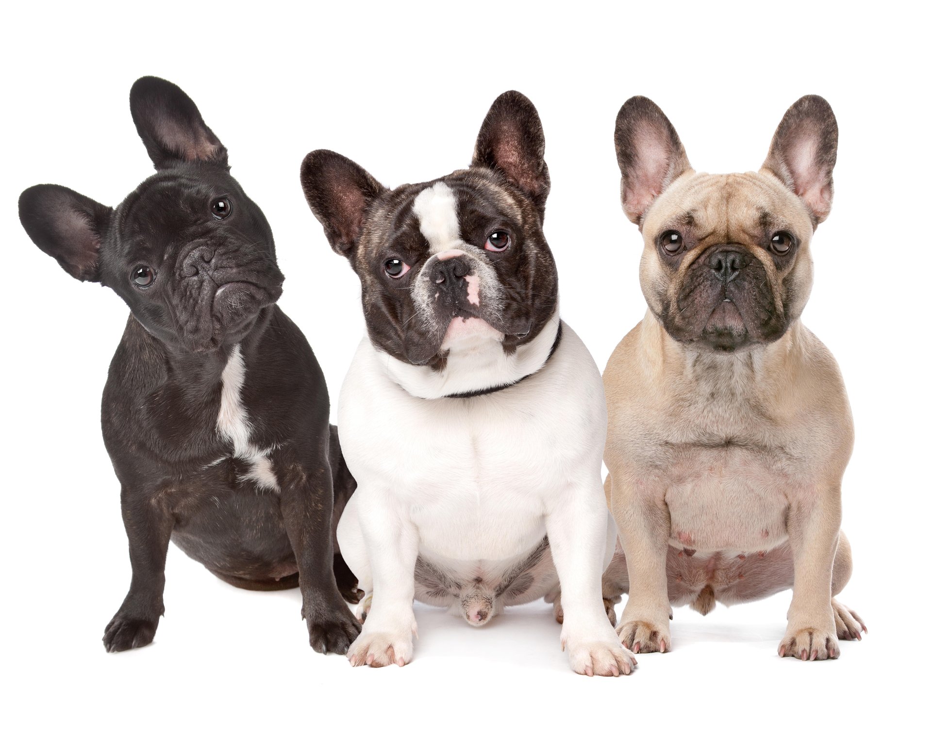 Image d'actualité : Fatigués 'Frenchies' : Les chiens au visage plat dorment moins bien