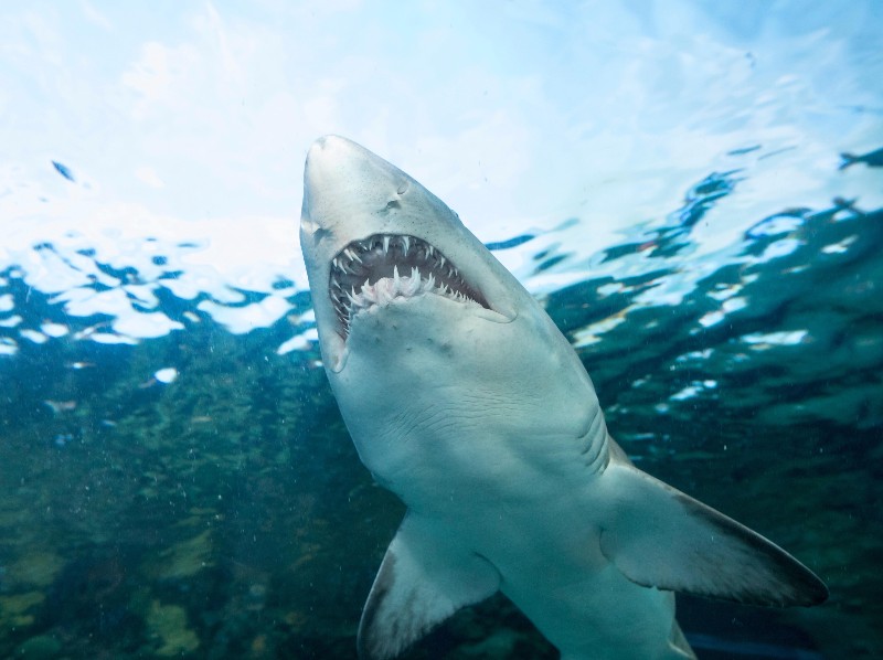 Foto di notizie: gli attacchi di squali sono in aumento in tutto il mondo