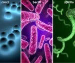 Infecciones bacterianas 101: Tipos, síntomas y tratamientos