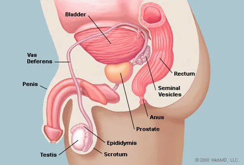 Illustration de la prostate