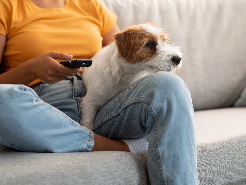 Image: Il s'avère que les chiens ont des choses préférées à regarder à la télévision