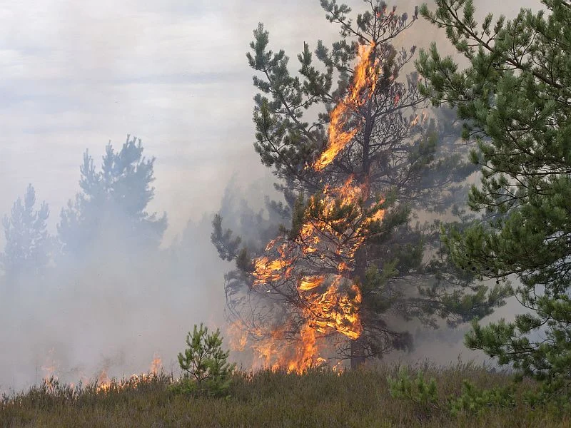 Image d'actualités : les problèmes de peau s'aggravent lorsque des incendies de forêt sont proches
