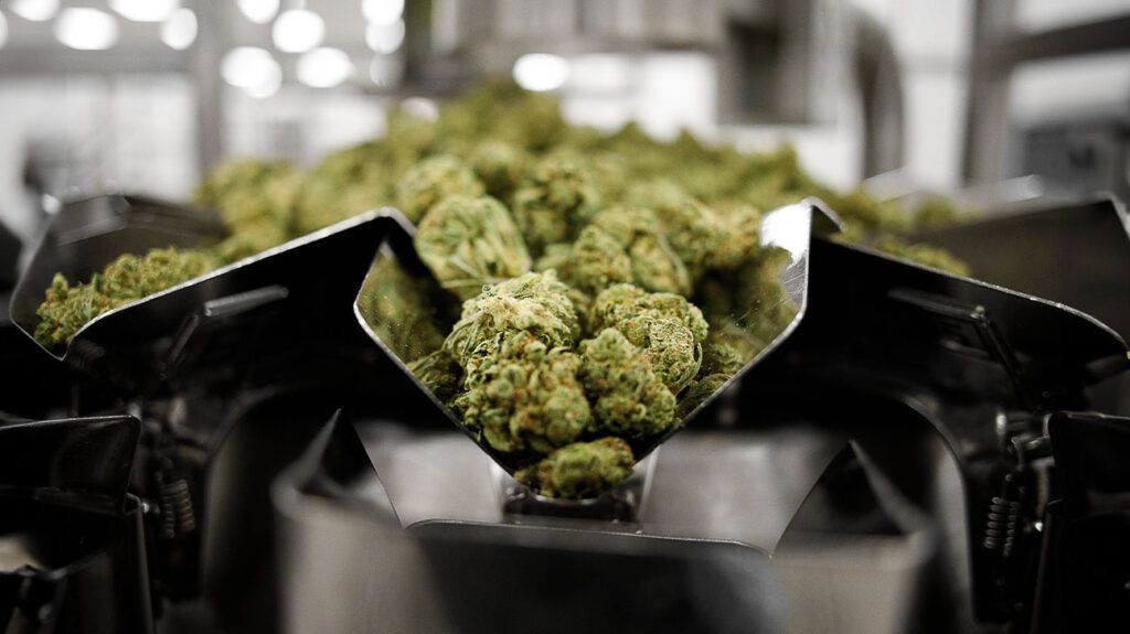 Tas de cannabis sur une ligne de montage d'usine