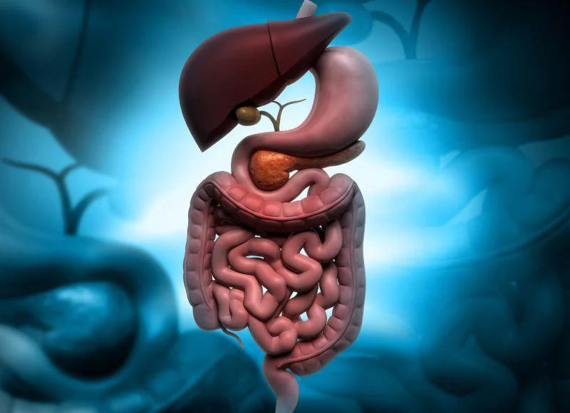 Immagine di notizie: gli scienziati acquisiscono nuove intuizioni sul funzionamento dell'intestino tenue