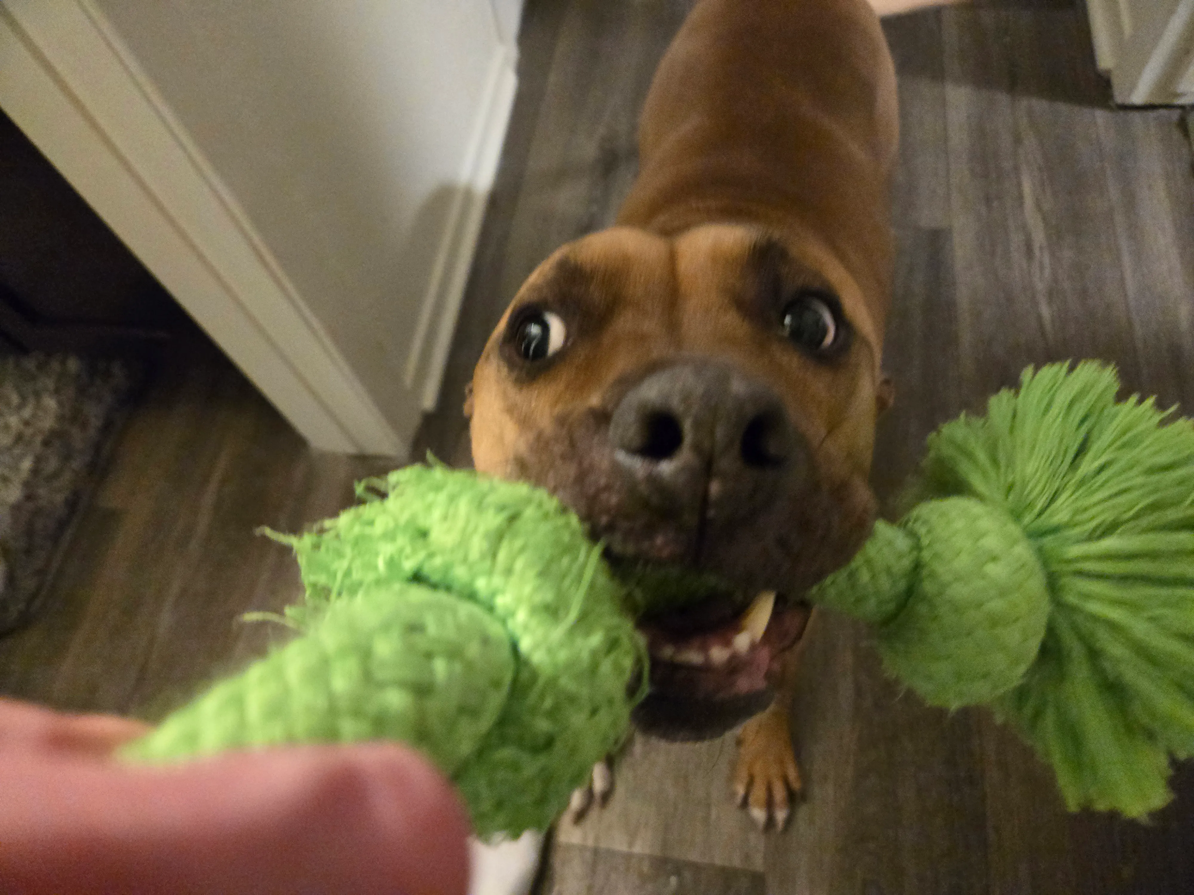 一只与绿色咀嚼玩具一起玩的狗的照片，使用三星Galaxy S24 Plus拍摄。
