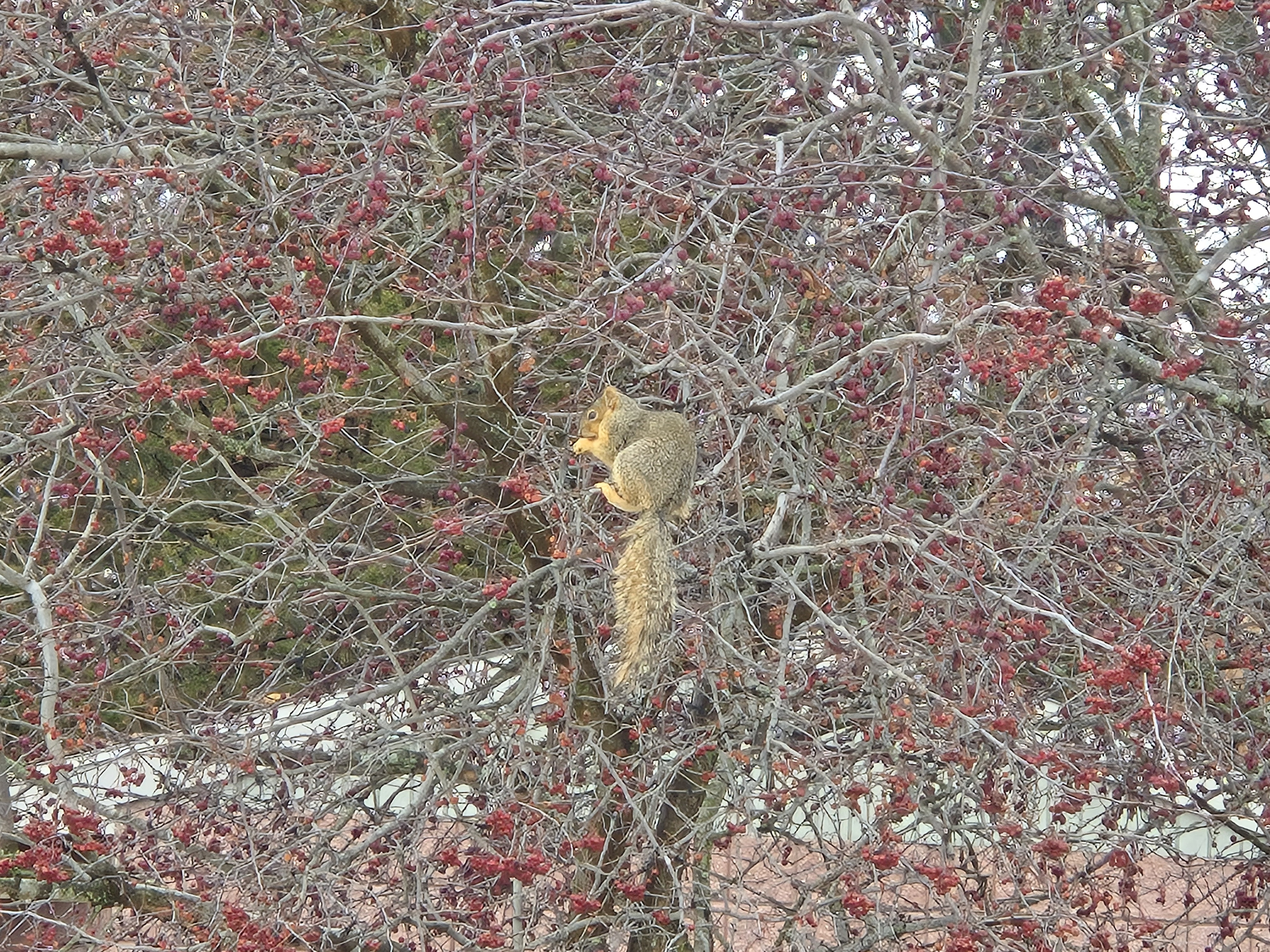 Uma foto de um esquilo sentado em uma árvore, tirada com o Samsung Galaxy S24 Plus.