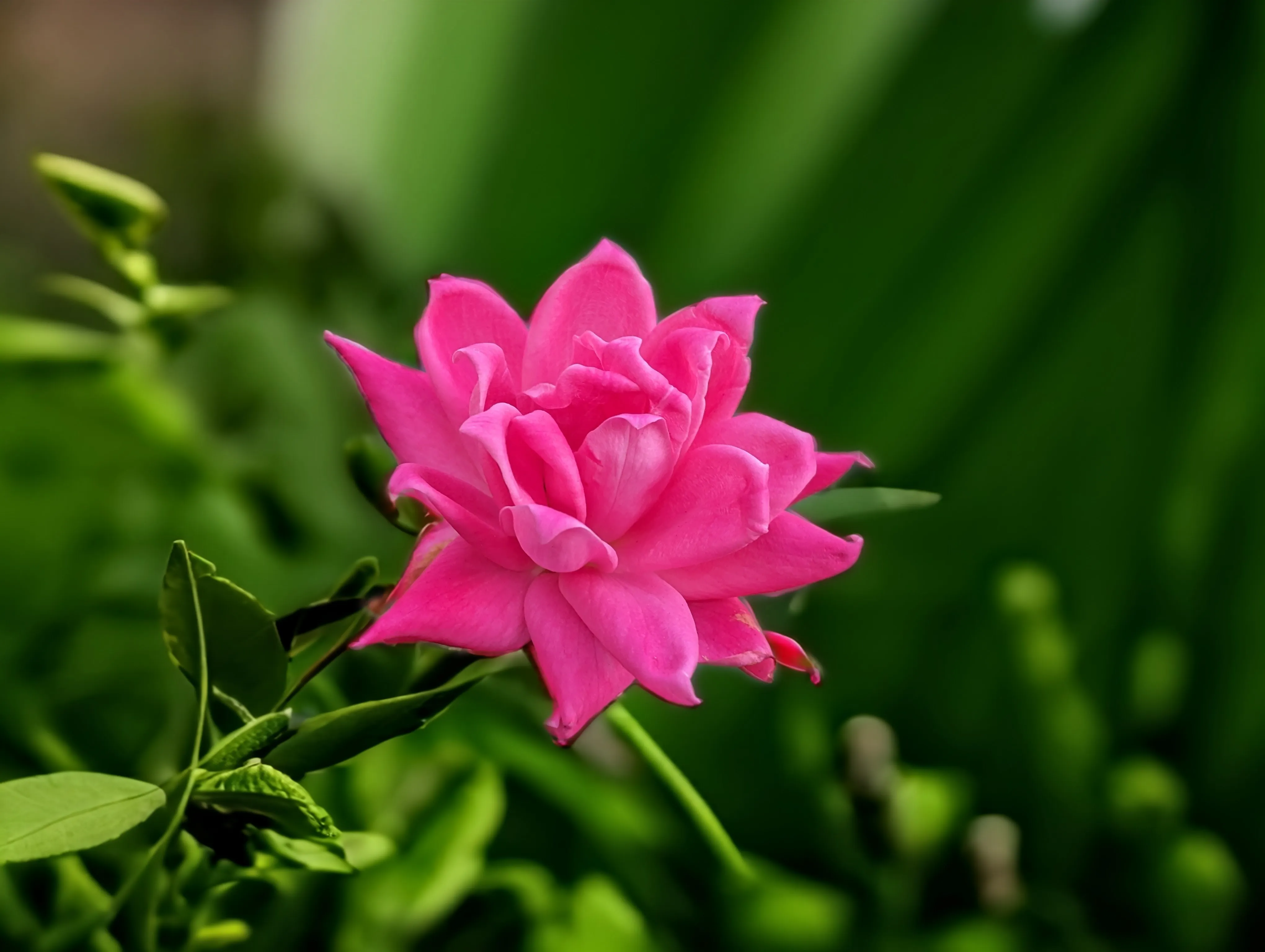 Foto di un fiore rosa, scattata con il Google Pixel 8 Pro.