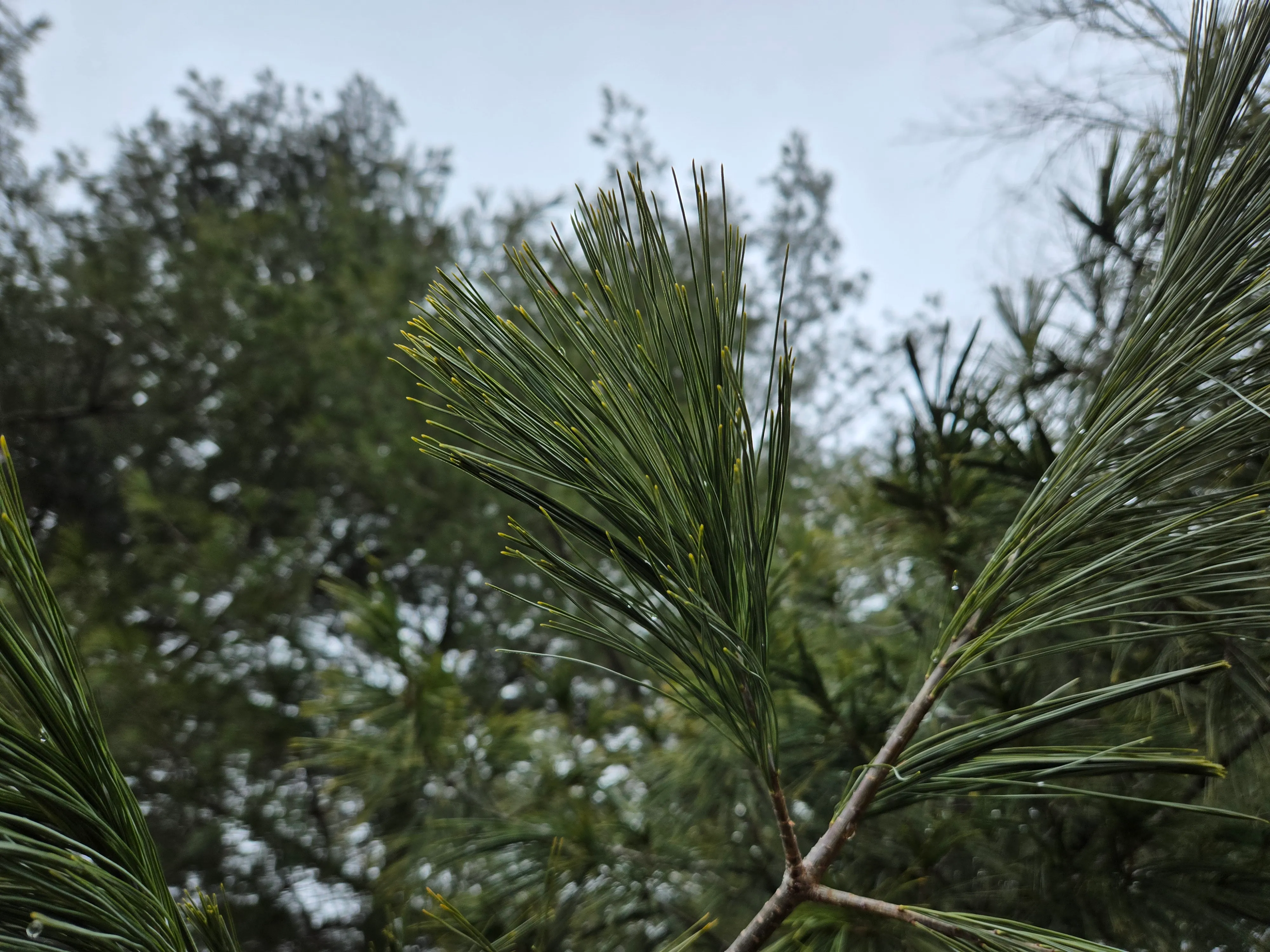 A photo of pine needles against an overcast sky, taken with the Samsung Galaxy S24 Plus.