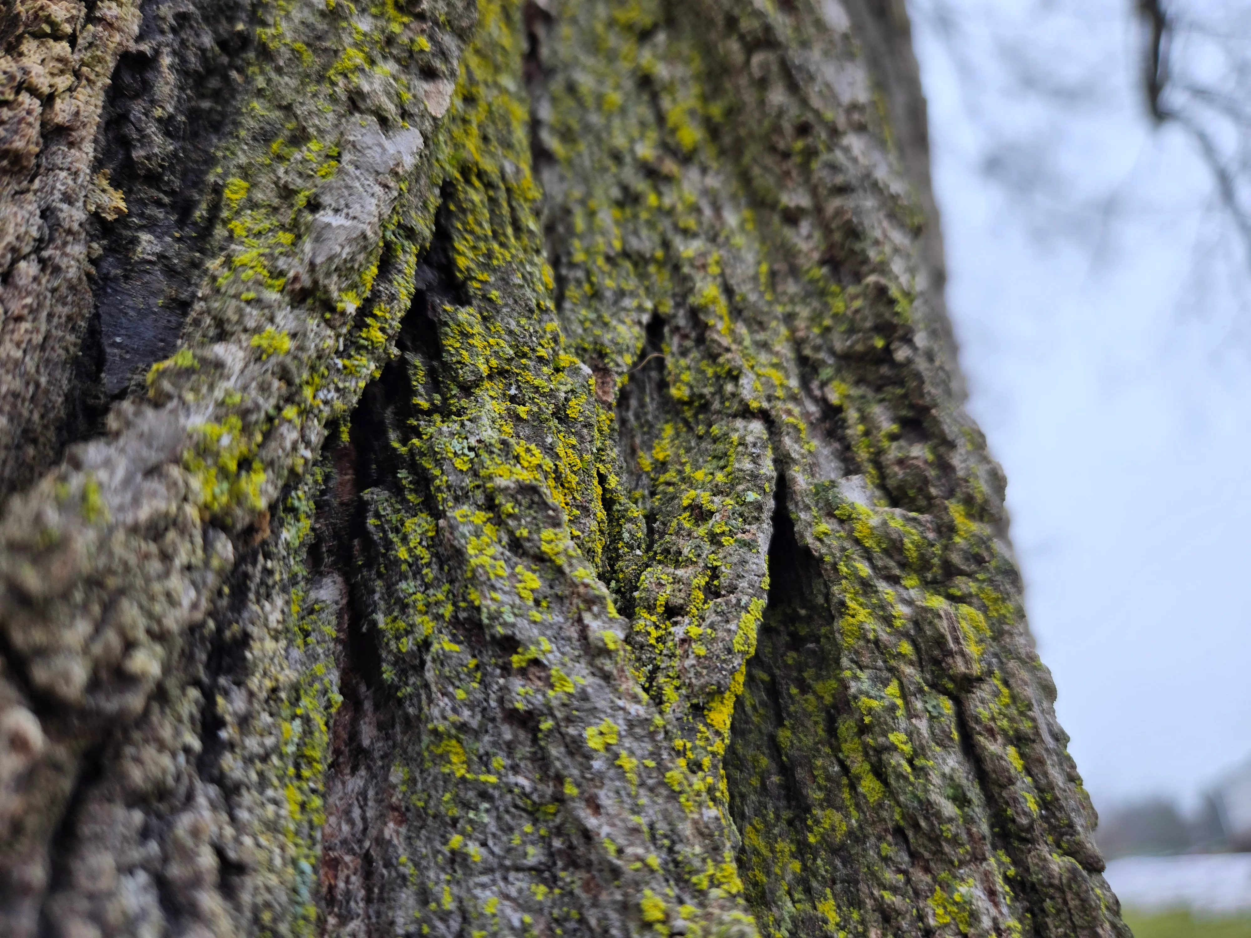 Uma foto close-up de musgo crescendo em uma árvore, tirada com o Samsung Galaxy S24 Plus.