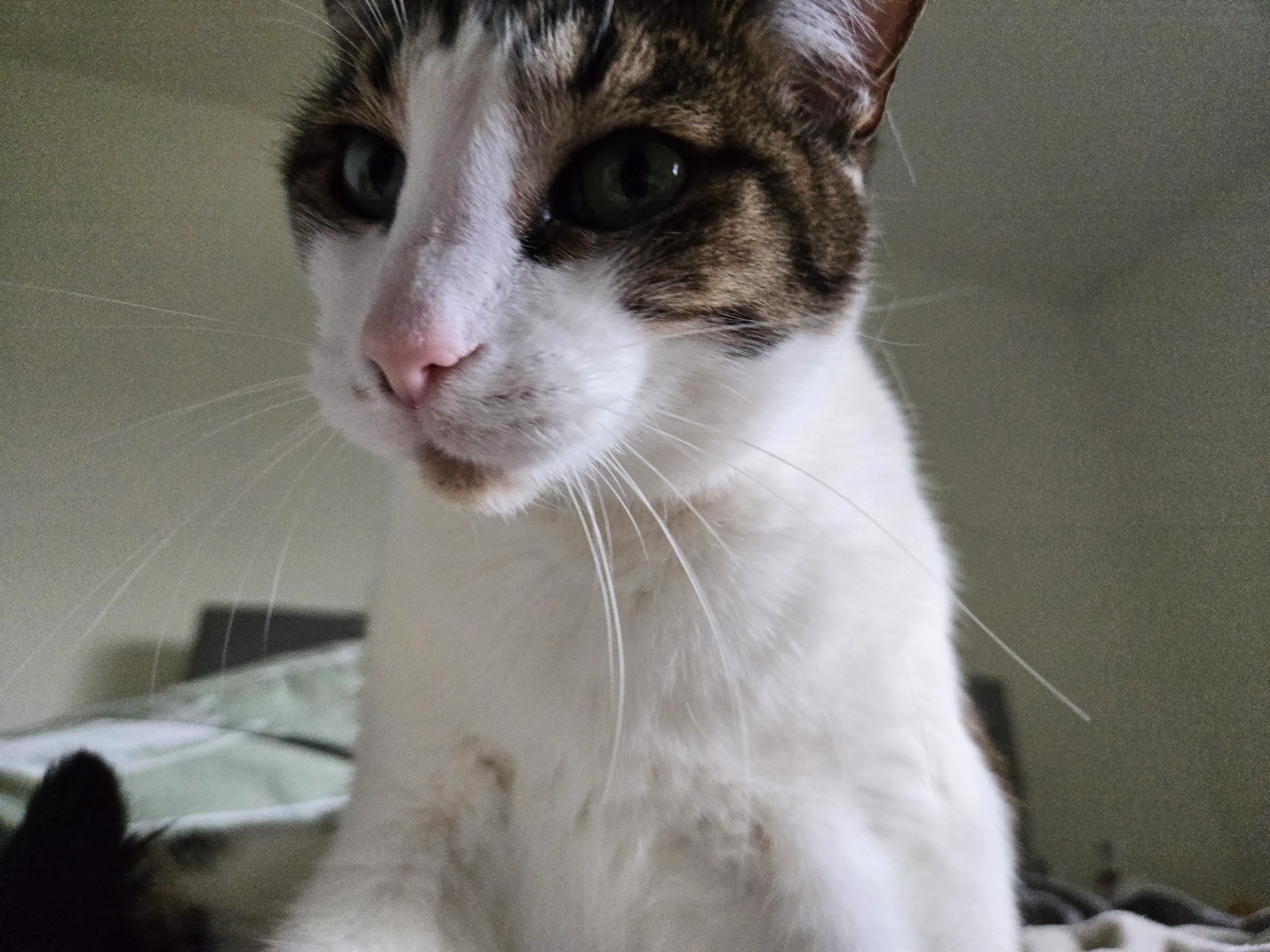 一只坐在床上的白色和棕色猫的照片，使用三星Galaxy S24 Plus拍摄。
