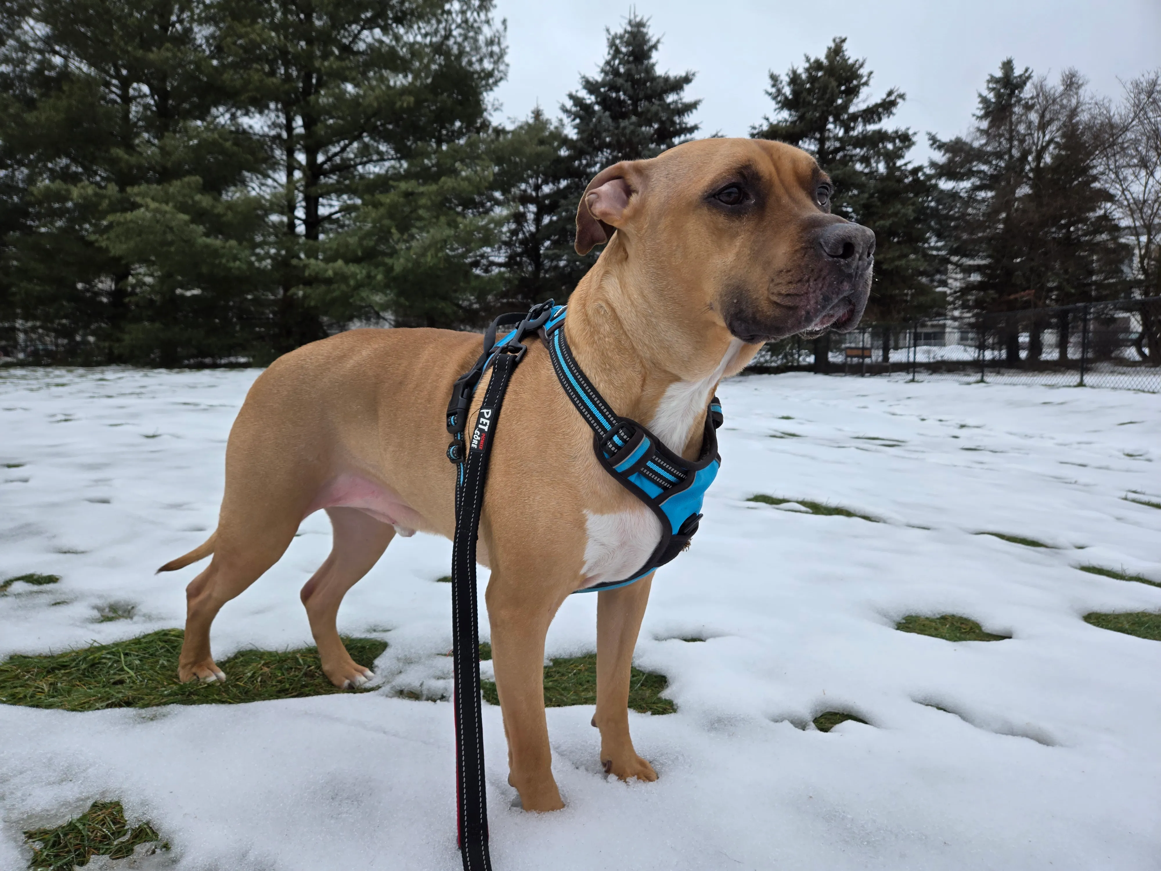 Uma foto de um cachorro em pé do lado de fora na neve, tirada com o Samsung Galaxy S24 Plus.