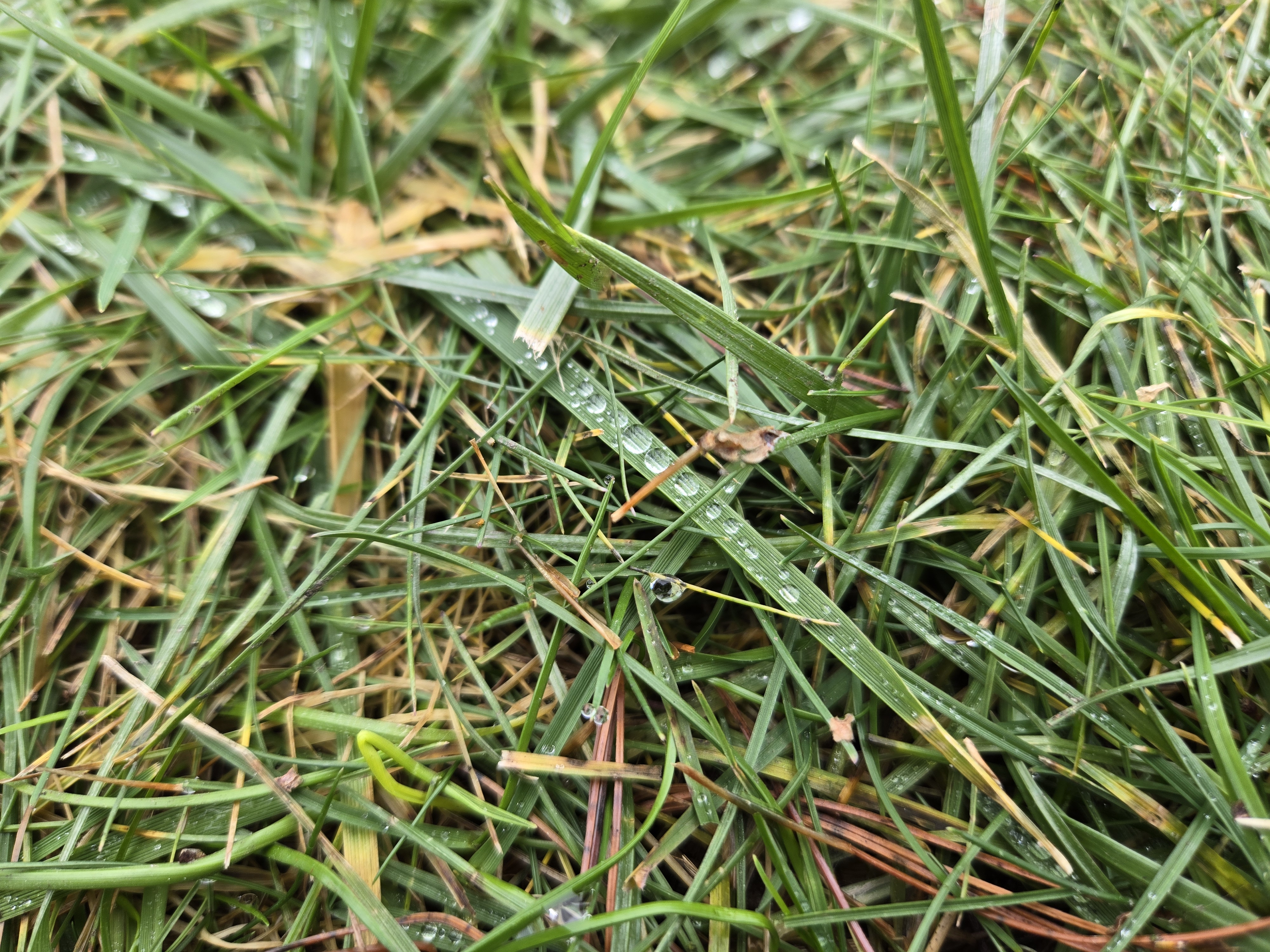 Foto ravvicinata di gocce d'acqua sull'erba, scattata con il Samsung Galaxy S24 Plus.