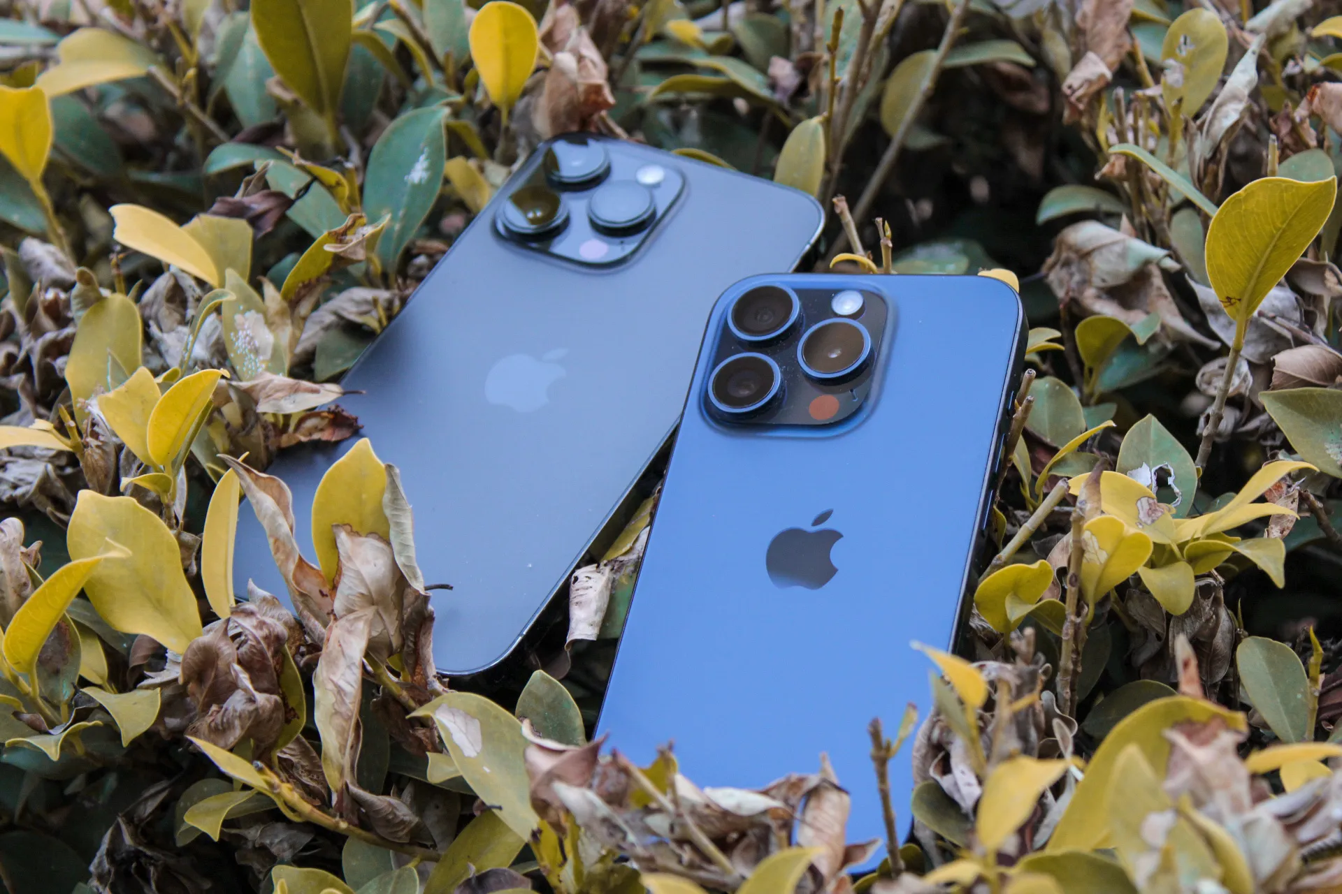 iPhone 14 Pro Max and iPhone 15 Pro on leaves.