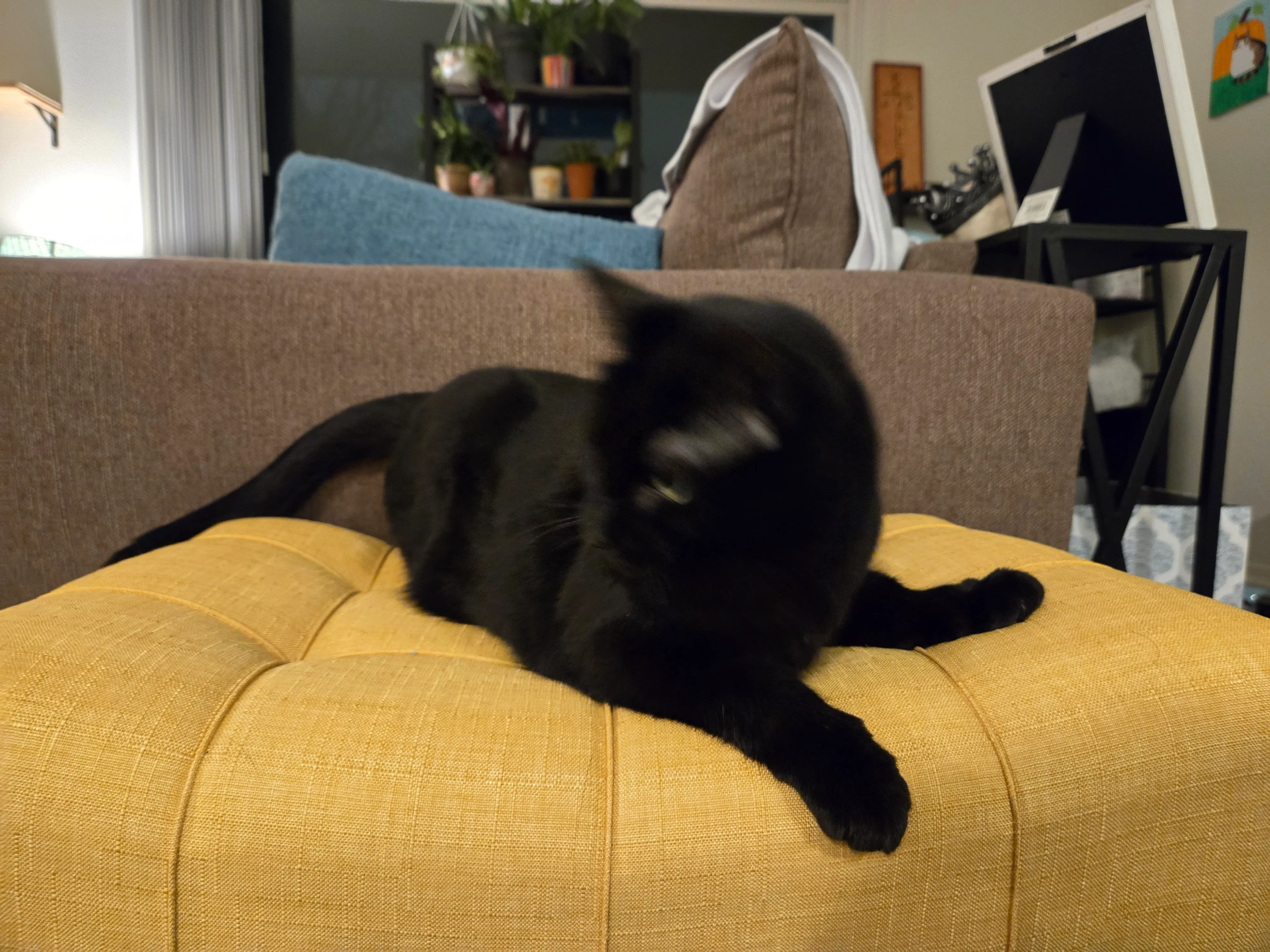 Uma foto de um gato preto sentado em um banco amarelo, tirada com o Samsung Galaxy S24 Plus.