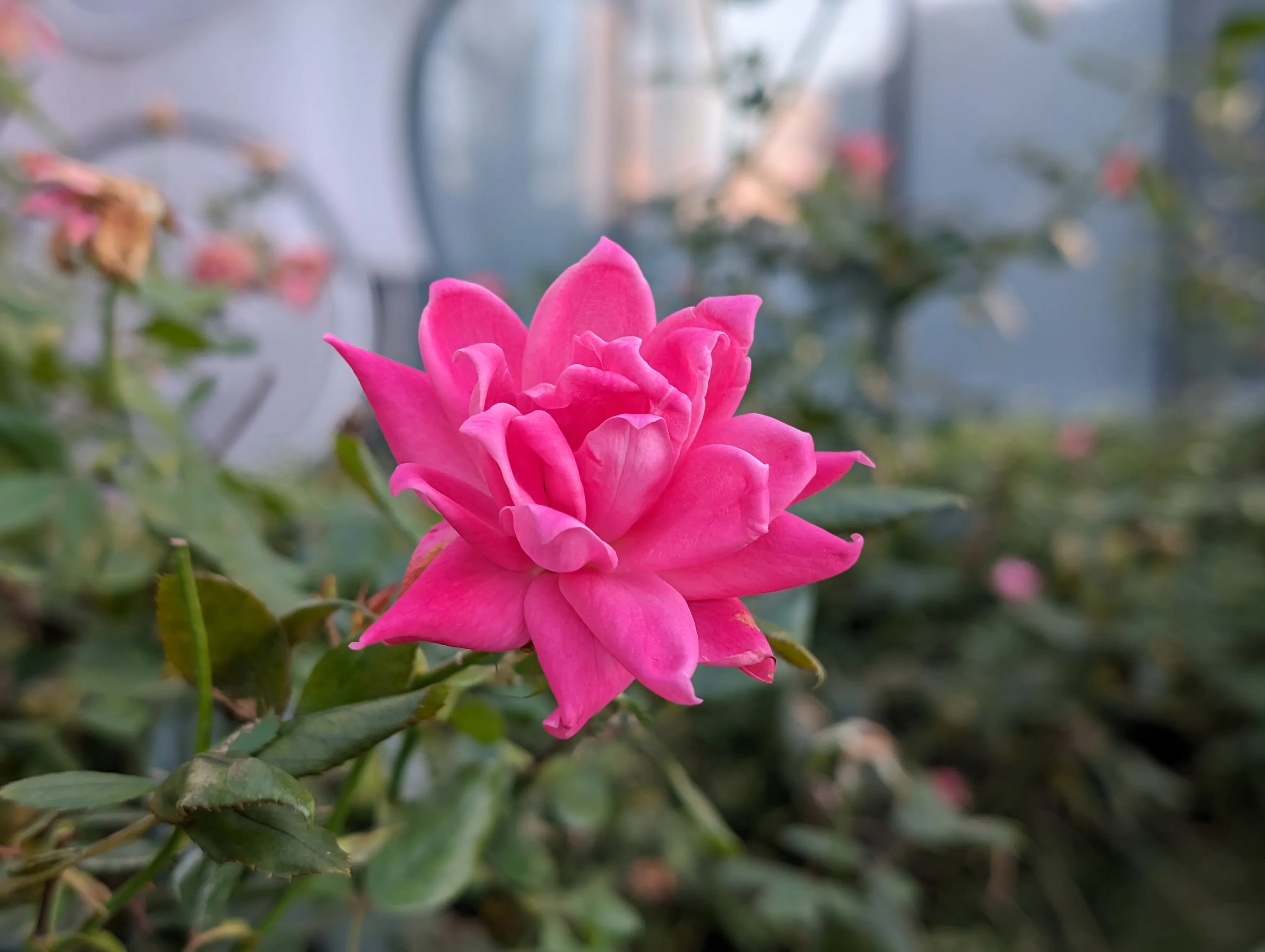 使用Google Pixel 8 Pro拍摄的一朵粉色花朵的照片。
