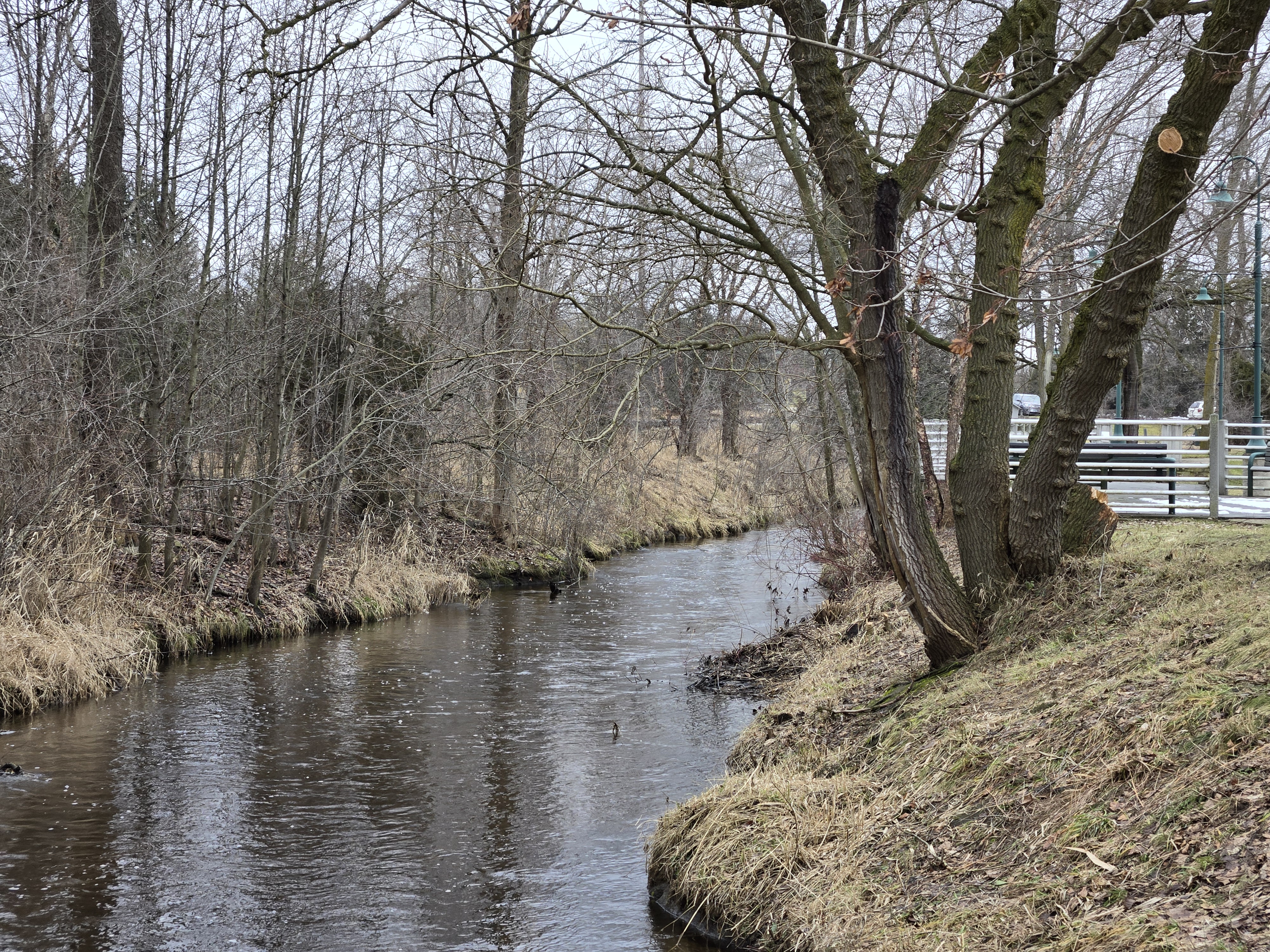 Фото небольшого пруда и деревьев в парке, сделанное с помощью Samsung Galaxy S24 Plus.