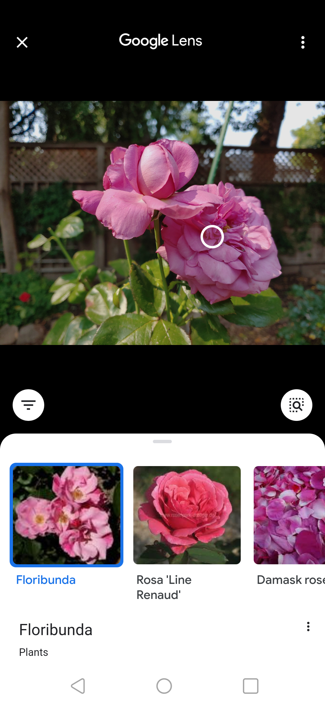 Passaggio 3: Google Lens eseguirà una ricerca inversa dell'immagine, identificherà l'immagine e offrirà alternative simili.