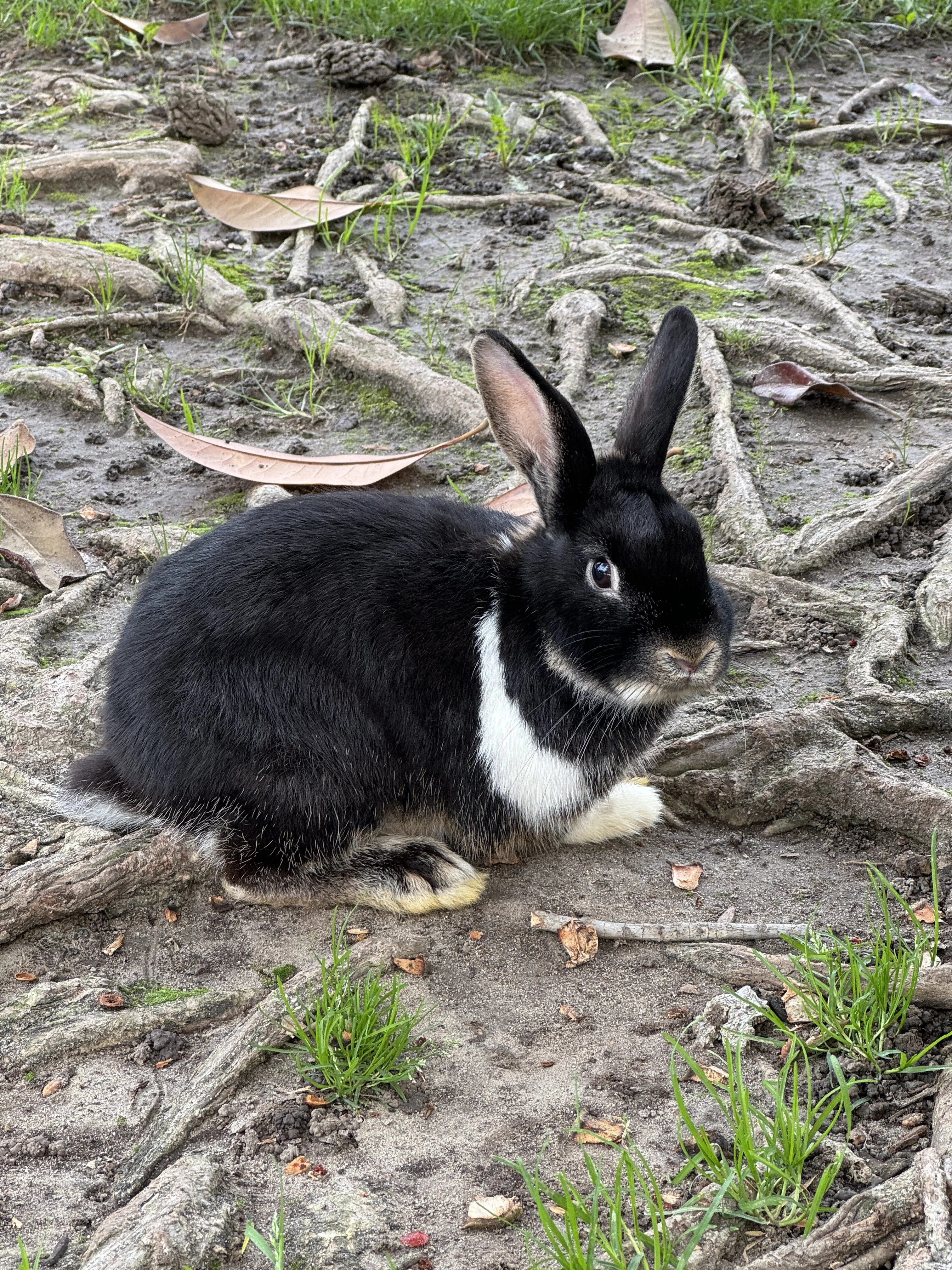 一张可爱兔子的未编辑照片。