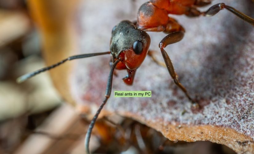 Veramente formiche nel mio PC